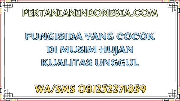 Fungisida Yang Cocok Di Musim Hujan Kualitas Unggul